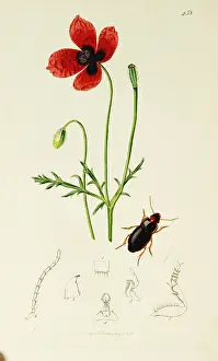 Red Headed: Curtis British Entomology Plate 458