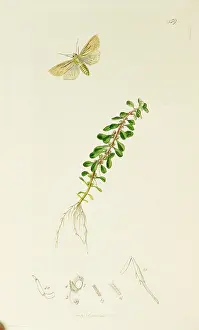 Omitted: Curtis British Entomology Plate 459