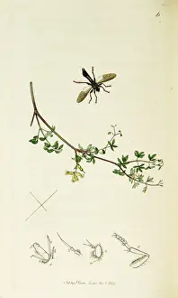 Robber: Curtis British Entomology Plate 46