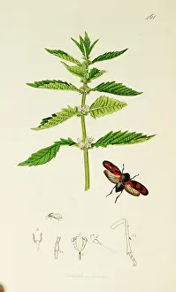 Legged: Curtis British Entomology Plate 461