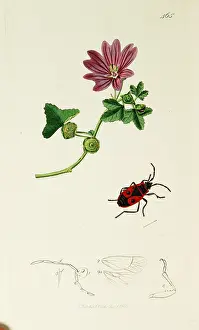 Hemiptera: Curtis British Entomology Plate 465