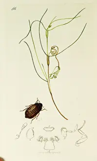 Tassel: Curtis British Entomology Plate 466
