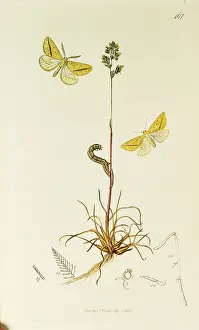 Bulbous: Curtis British Entomology Plate 467