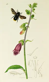 Black Winged: Curtis British Entomology Plate 468