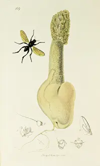 Hadriani: Curtis British Entomology Plate 469
