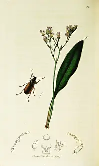 Thrift: Curtis British Entomology Plate 47