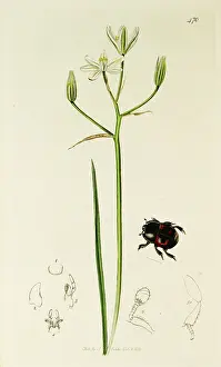 Mimic: Curtis British Entomology Plate 470