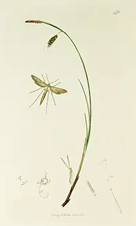 Plume: Curtis British Entomology Plate 471