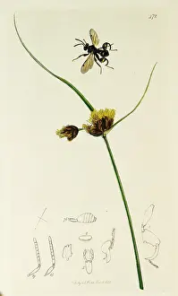 Hymenoptera: Curtis British Entomology Plate 472
