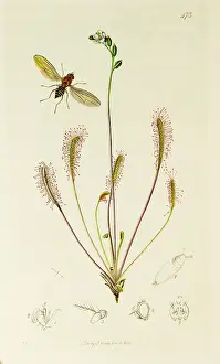 Hairy: Curtis British Entomology Plate 473