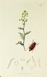 Creeping: Curtis British Entomology Plate 474