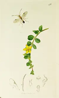 Wort: Curtis British Entomology Plate 476