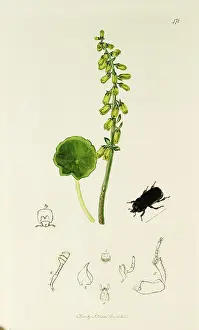 Navel: Curtis British Entomology Plate 478