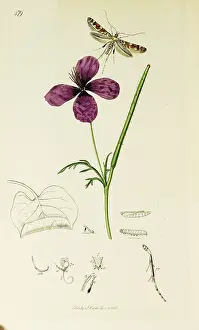 Lilac: Curtis British Entomology Plate 479