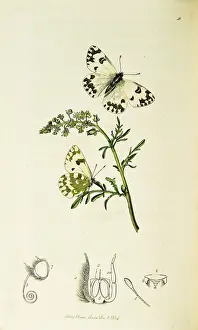 Lutea: Curtis British Entomology Plate 48