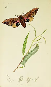Eyed: Curtis British Entomology Plate 482