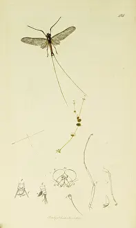 Dispar: Curtis British Entomology Plate 484