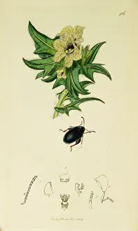 Thigh: Curtis British Entomology Plate 486