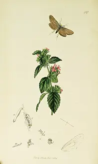 Nigra: Curtis British Entomology Plate 487