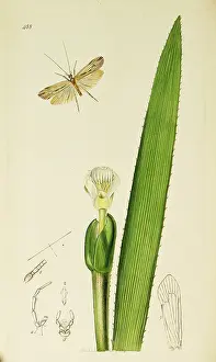 Elegans: Curtis British Entomology Plate 488