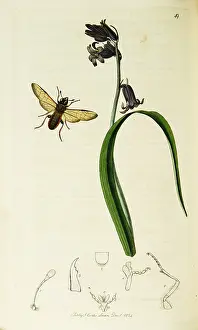 Hyacinth: Curtis British Entomology Plate 49