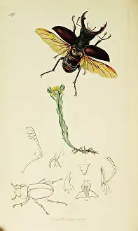 Lucanus: Curtis British Entomology Plate 490