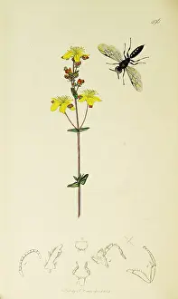 Wort: Curtis British Entomology Plate 496
