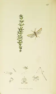 Nivea: Curtis British Entomology Plate 497