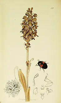 Avis: Curtis British Entomology Plate 498