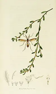 Ornata: Curtis British Entomology Plate 5