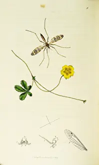 Gnat: Curtis British Entomology Plate 50