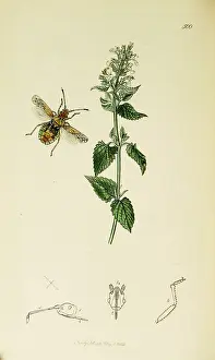 Mint: Curtis British Entomology Plate 500