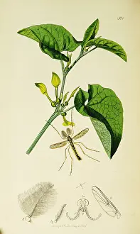 Midge: Curtis British Entomology Plate 501