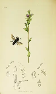Larger: Curtis British Entomology Plate 504