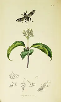 Cornus: Curtis British Entomology Plate 505