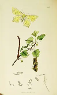Uva Crispa: Curtis British Entomology Plate 508