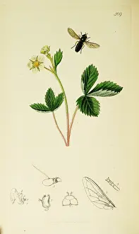 Fragaria: Curtis British Entomology Plate 509