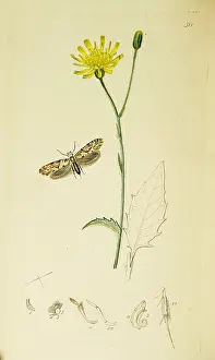 Speckled: Curtis British Entomology Plate 511