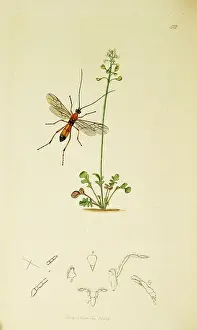 Hymenoptera: Curtis British Entomology Plate 512