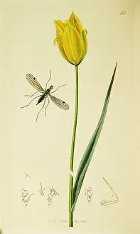 Tulipa: Curtis British Entomology Plate 513
