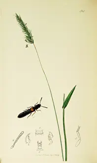 Ochre: Curtis British Entomology Plate 514