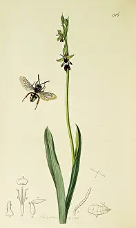 Hymenoptera: Curtis British Entomology Plate 516