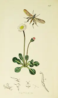 Legged: Curtis British Entomology Plate 517