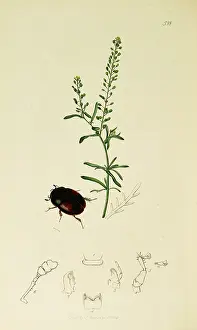 Pepper: Curtis British Entomology Plate 518