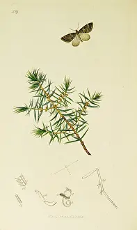 Thera: Curtis British Entomology Plate 519