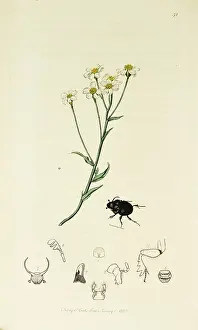 Wort: Curtis British Entomology Plate 52