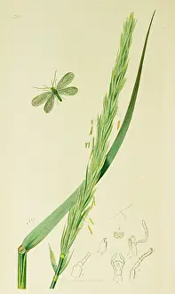 Lime: Curtis British Entomology Plate 520