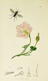 Convolvulus: Curtis British Entomology Plate 521