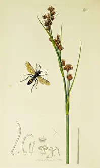 Prickly: Curtis British Entomology Plate 524