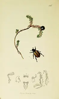 Crow: Curtis British Entomology Plate 526